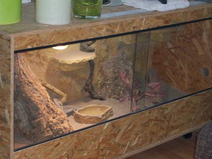 Bartagamenmännchen inkl. Terrarium Beleuchtung und Zubehör abzugeben