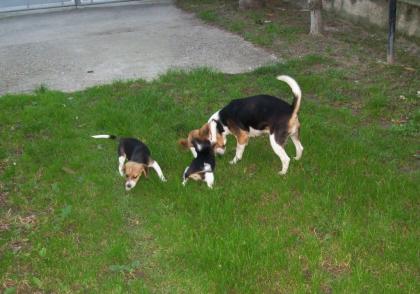 Beagle Welpen