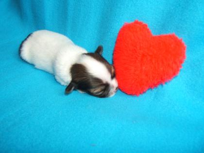 Supersüße Chihuahuawelpen LH mit Ahnentafeln suchen ein neues Zuhause