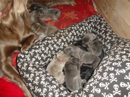 Welpen silber oder blau.