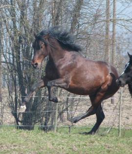 Junger Andalusier Hengst PRE Pura Raza Espanola mit Papieren mit Handicap