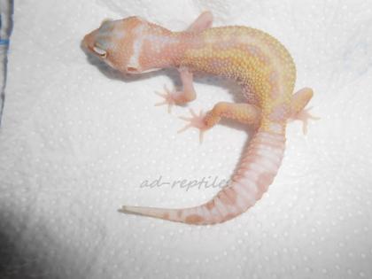 Leopardgecko Nachzuchten aus 2022