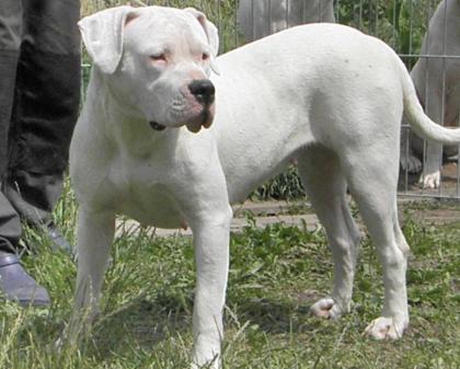 Dogo Argentino Welpen Wurfplanung Winter 2022/2014