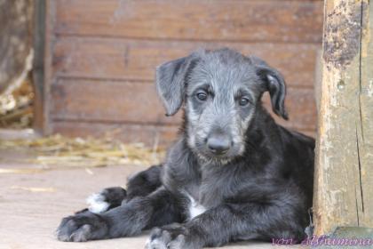 Deerhound-Welpe Rüde