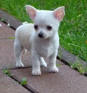 Süsse Verschmuste Chihuahuawelpen mit Stammbaum