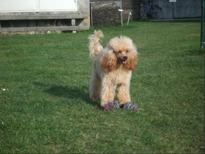 Hübscher Zwergpudelrüde 29 cm 1 Jahr