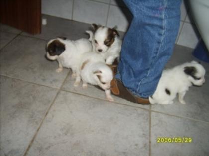 Yorkshire weibchen mini 20. 08. 06 geb.