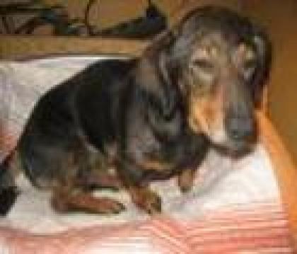 Zelma 7 J. Dackel Dame sucht liebevolle Menschen