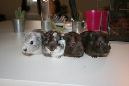 4 junge supersüße Meerschweinchen abzugeben