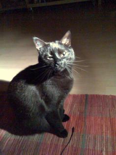 Suche für unseren Kater dringend ein liebevolles Zuhause