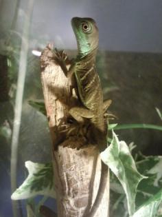Stirnlappen basilisken basiliscus plumiforns