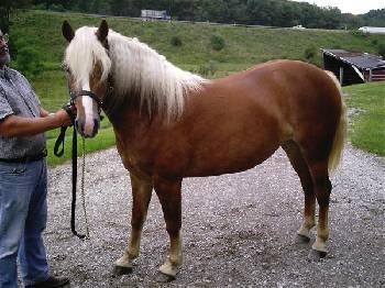 Haflinger Stute zu verkaufen.