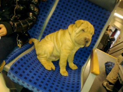 Der Süßeste Shar Pei . names Fino