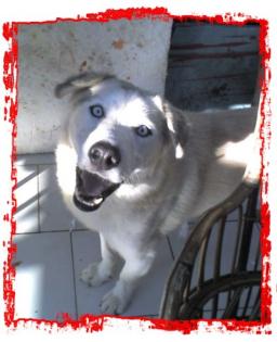 Husky-Hirtenhund Mix Dringend ein neues zuhause