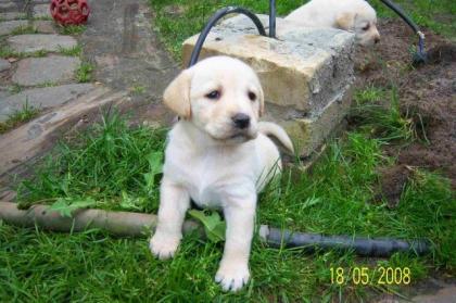 BLONDE LABRADOR WELPEN SUCHEN EIN NEUES HEIM FP 460Euro