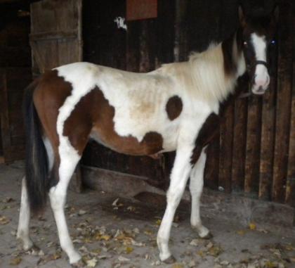 Paint Horse Mix - 2 5 Jahre -Wallach- in verantwortungsvolle Hände abzugeben