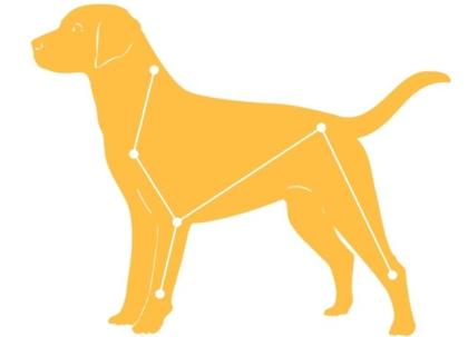 Hunde-Massage-Seminar für Hundehalter Januar 2022