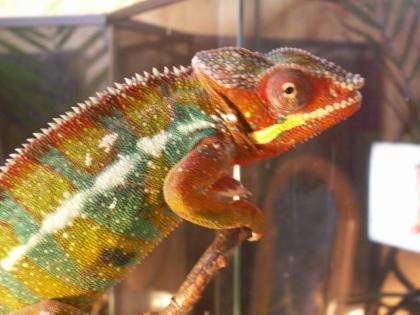 Pantherchamäleon Furcifer pardalis ambilobe männlich