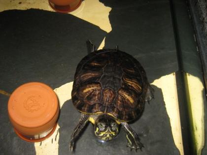 Gelbwangenschildkröte abzugeben