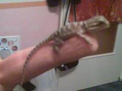 Bartagamenbabys abzugeben