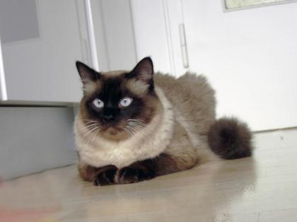 Deckkater der Rasse Ragdoll