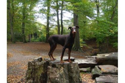 Dobermannrüde braun 11mon kupierte Rute abzugeben