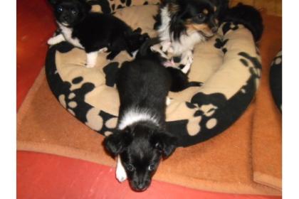 Chihuahua Babys Pommernland Abstam. mit Papieren