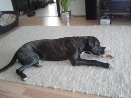 Dringend reinrassiger cane corso rüde abzugeben