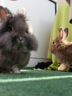 Kaninchen suchen neues Heim