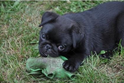 Mops Rüden beige und schwarz VDH
