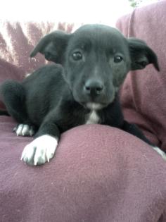 ESTELLA 2 Monate kleinbleibende Pincher Mix