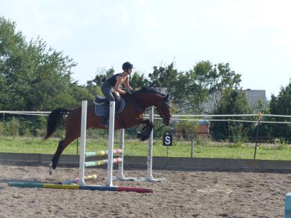Biete Reitbeteiligung auf talentierter Trakehnerstute