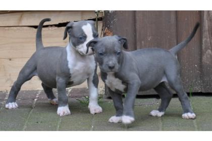 American-Pit Bull-Welpen