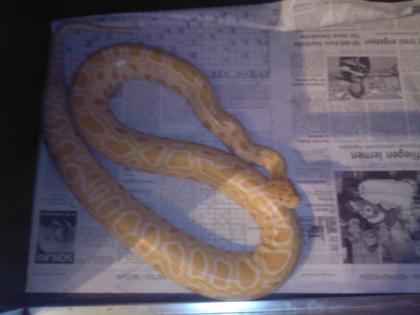 Albino Tigerpython