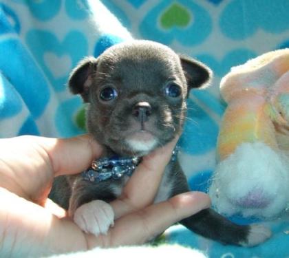 Wunderschöne Liebevoller Reinrassige Mini Chihuahua Babys fur 165 euro in Langh
