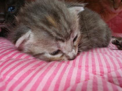 Rasse-Mix-Katzenbabys