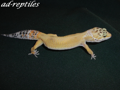 0 1 Super Hypo Tangerine CT Leopardgecko