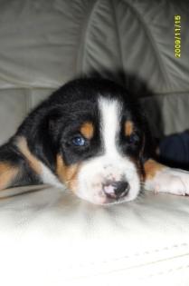 Schweizer Sennenhund-Welpen Hündinnen