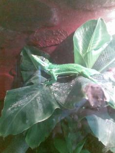 1 1 Anolis Equestris / Ritteranolis