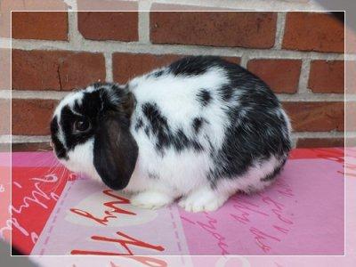 Hasenbabys suchen noch