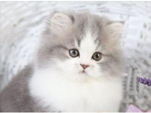 Perserbabys mit Stammbaum . in der Farbe silver shaded