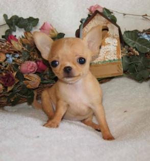 Mini - Chihuahua welp