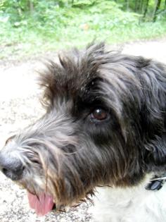 Hunde Machen Sie Ihre Website bekannt