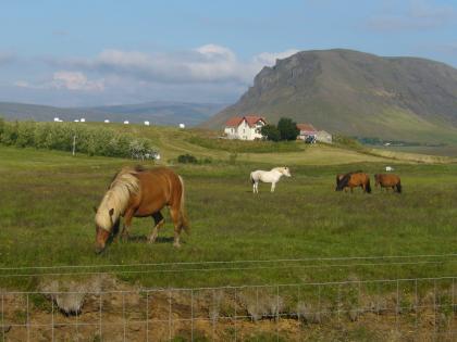 Islandreise und Reiten als Kombitouren