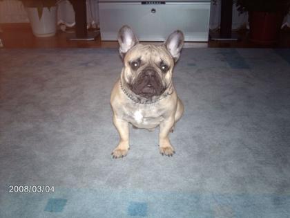 Kleiner kompakter Französisch Bulldog Deckrüde fawn steht zum decken frei güns
