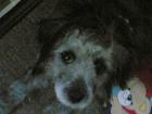 Mischling Hund verkaufen