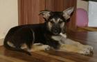 Lenny sucht sein perfektes zuhause