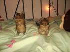 Suche Liebevolles Zuhause 3