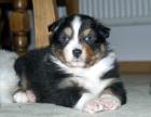 Australian Shepherd Welpen suchen ein neues Zuhause