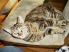Katzenmädchen sucht neues Zuhause